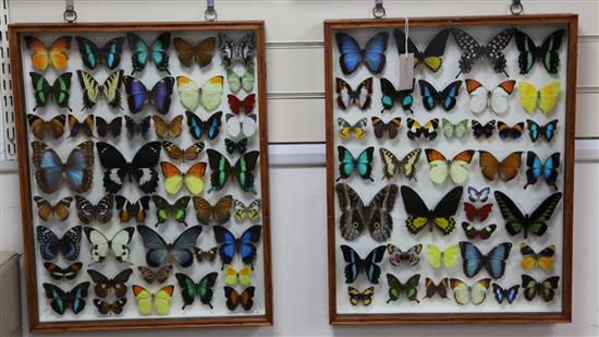 Entomological Interest: Four hardwood framed and mounted displays of butterfly specimens, collected from the 1980s onwards, largest fr